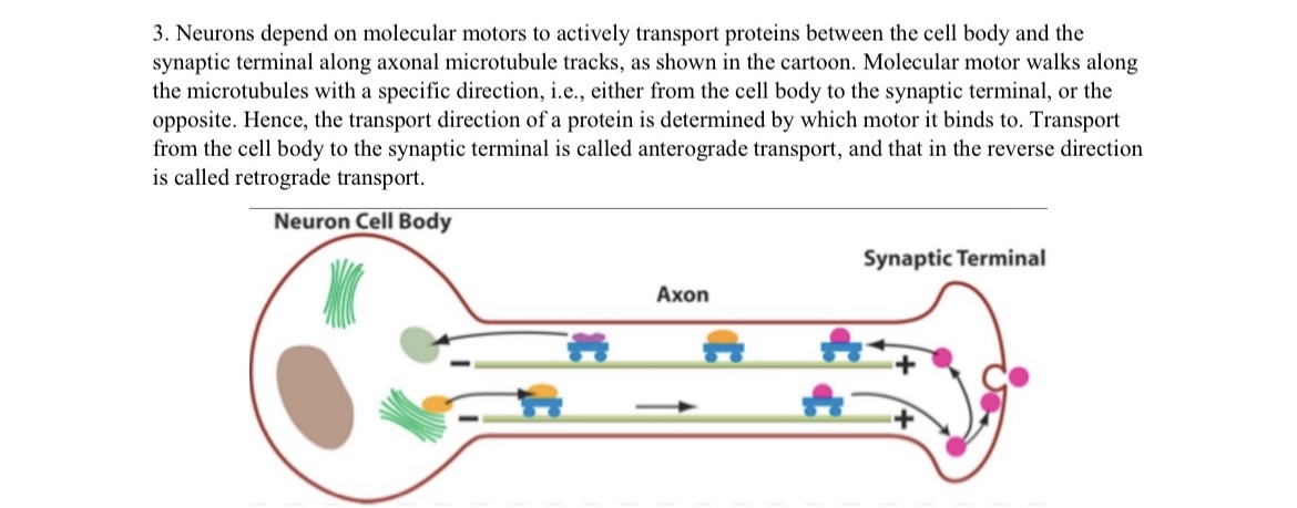 3. Neurons depend on molecular motors to actively