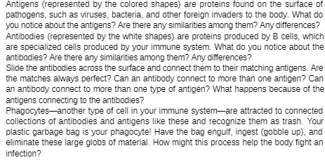 Antigens (represented by the colored shapes) are