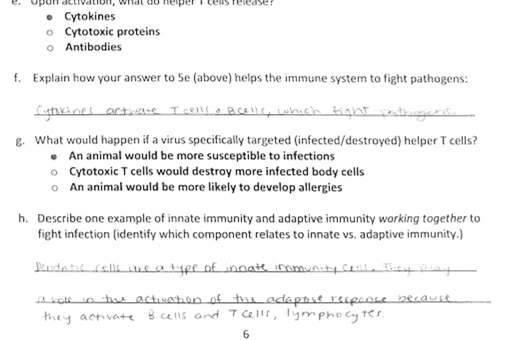 Upon activation, what . Cytokines o Cytotoxic