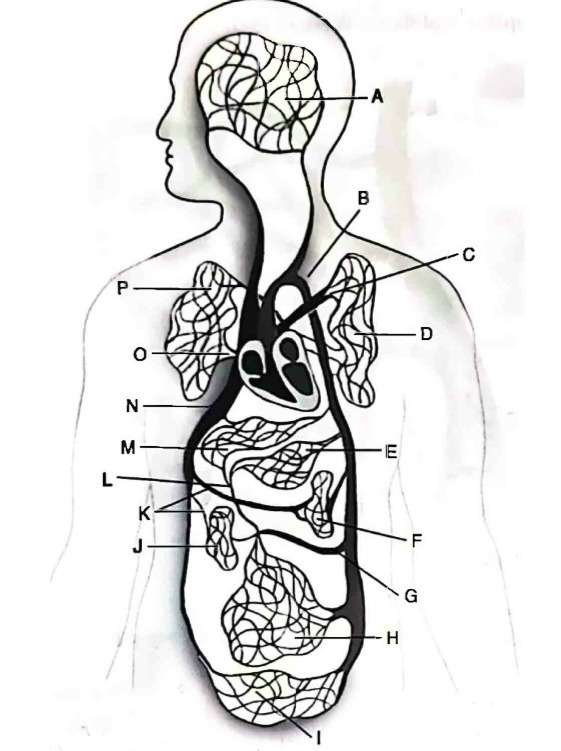 A B C P. D O N IE L K F G H