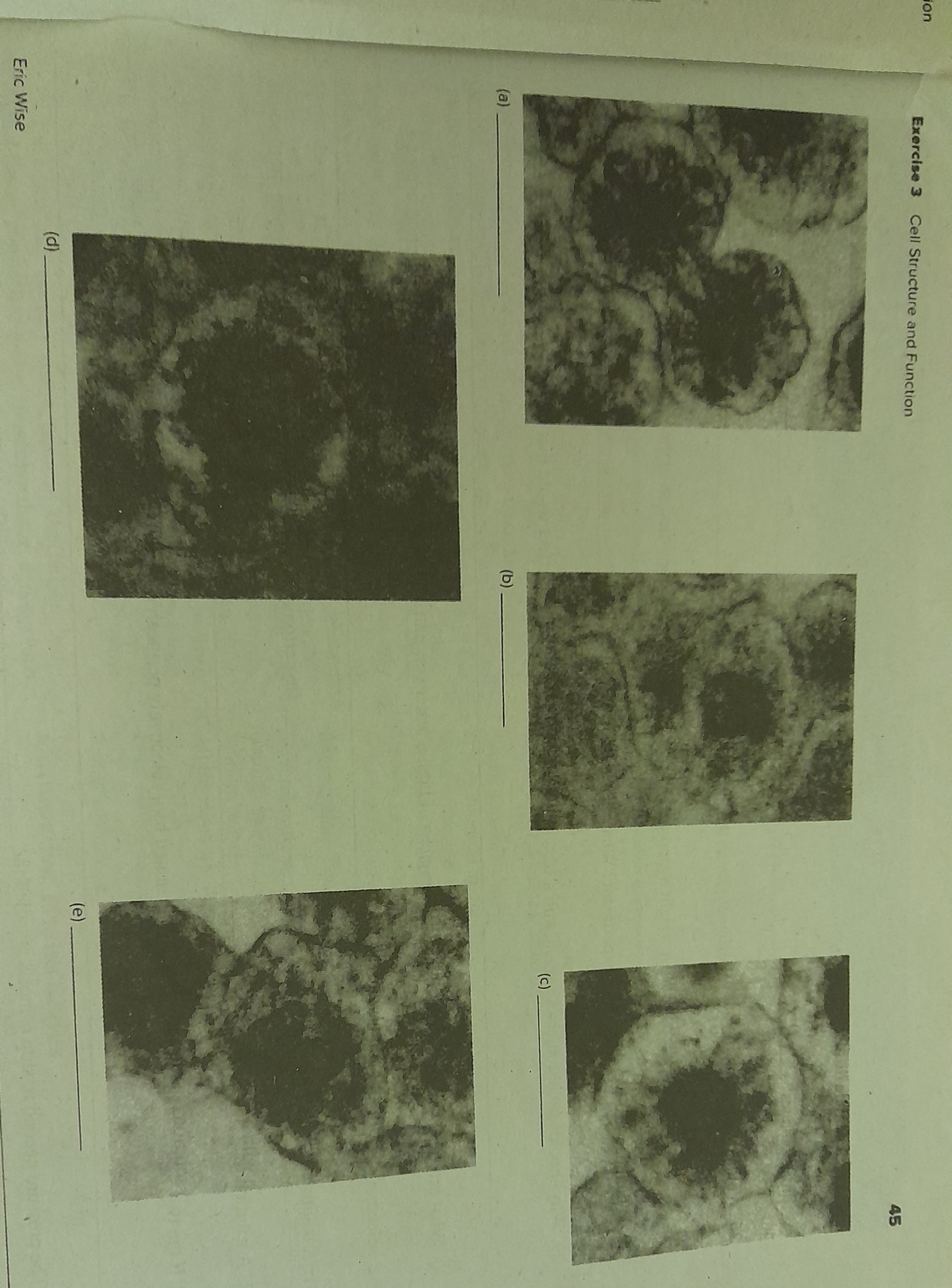 what typeoofcl cycle is illustrated in the image