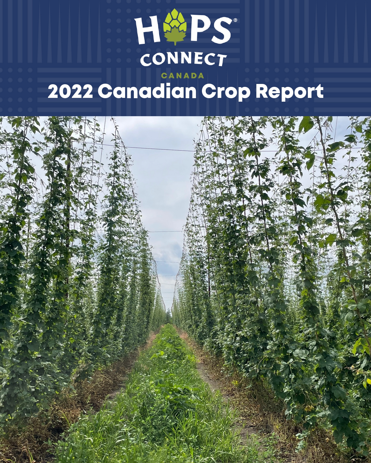 1. When looking at the Hops Forecast what are 2