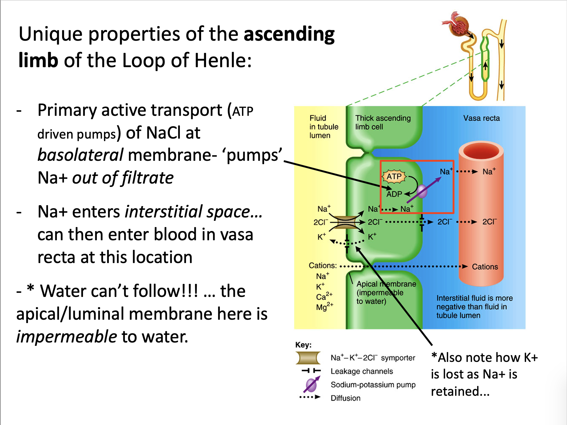 Explain in an easy way and function Unique