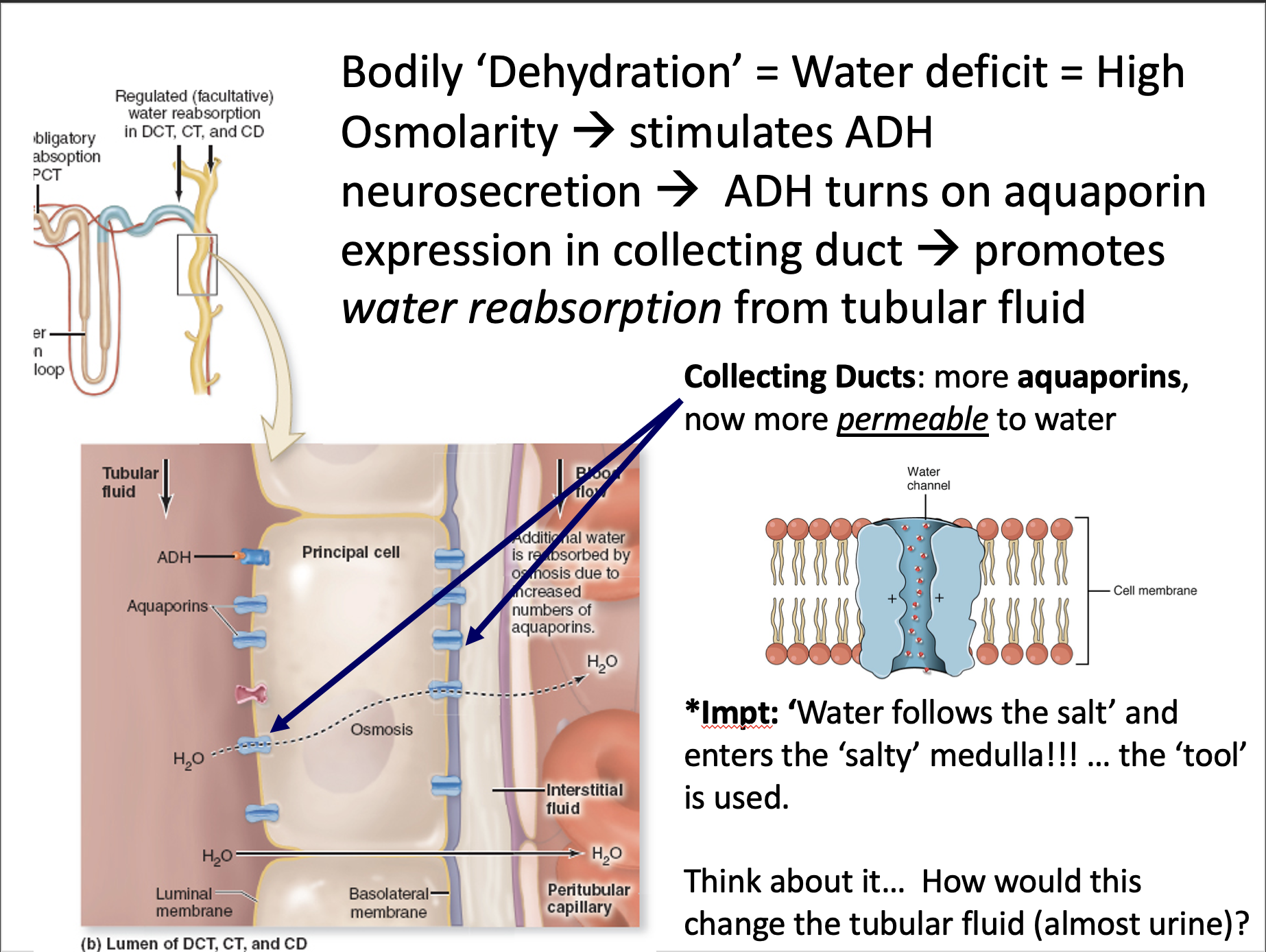 Explain in an easy way and function Regulated
