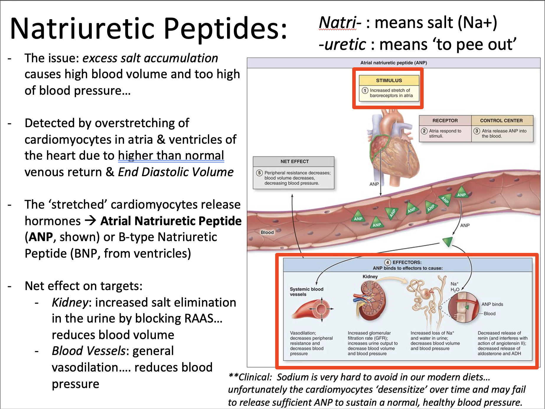 Explain in an easy way and function Natriuretic