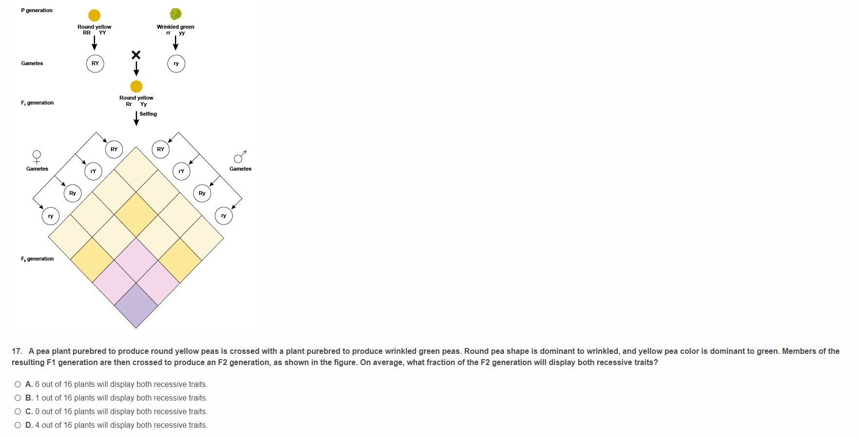 answer P generation . Round yellow Wrinkled green