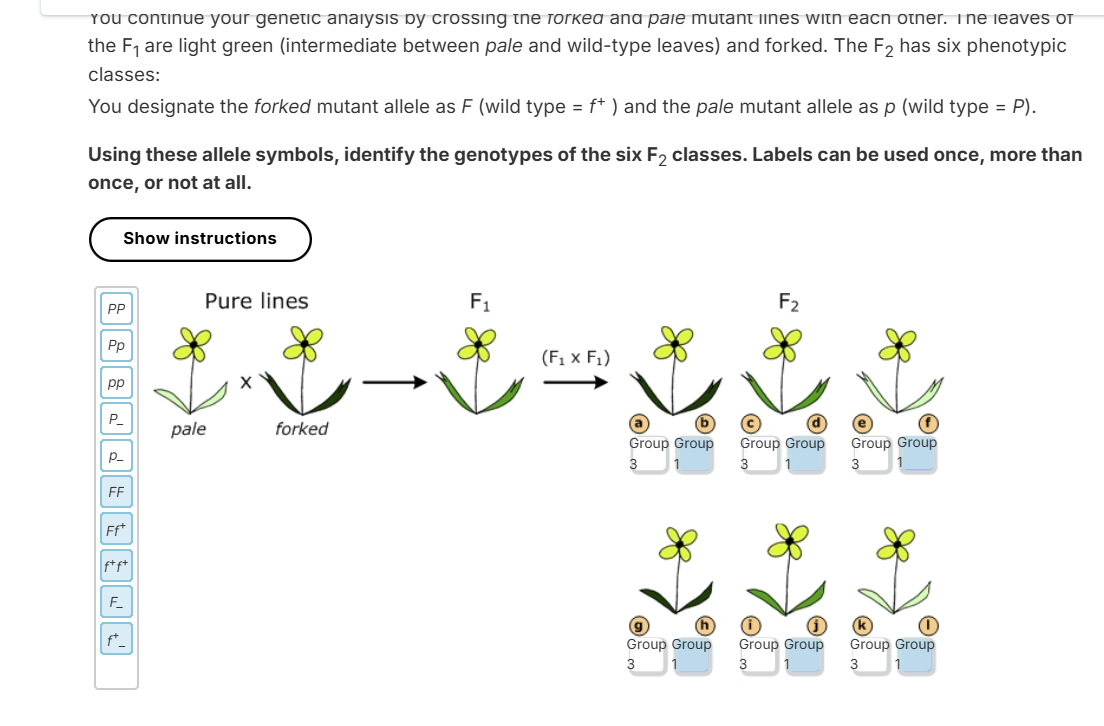 answer You continue your genetic analysis by