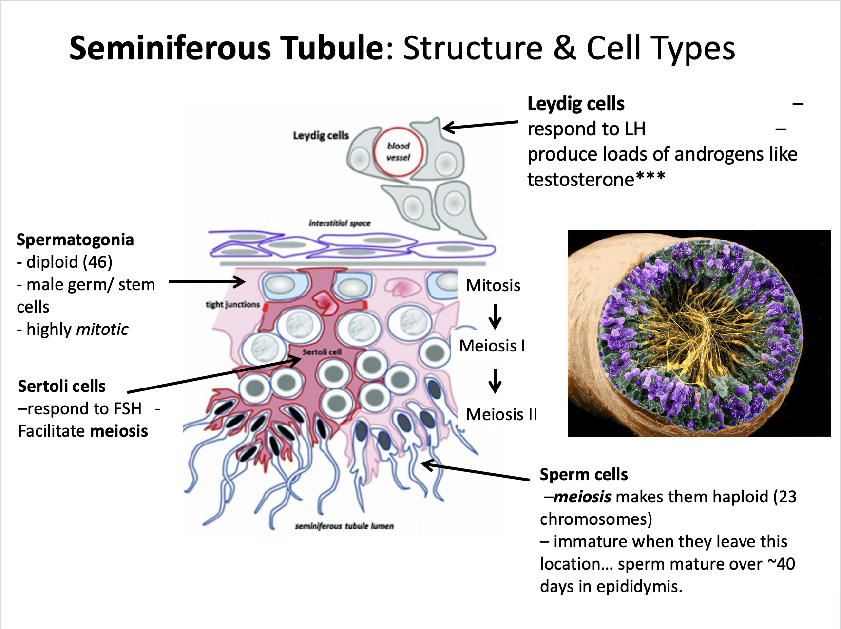 Explain in an easy way and function Seminiferous
