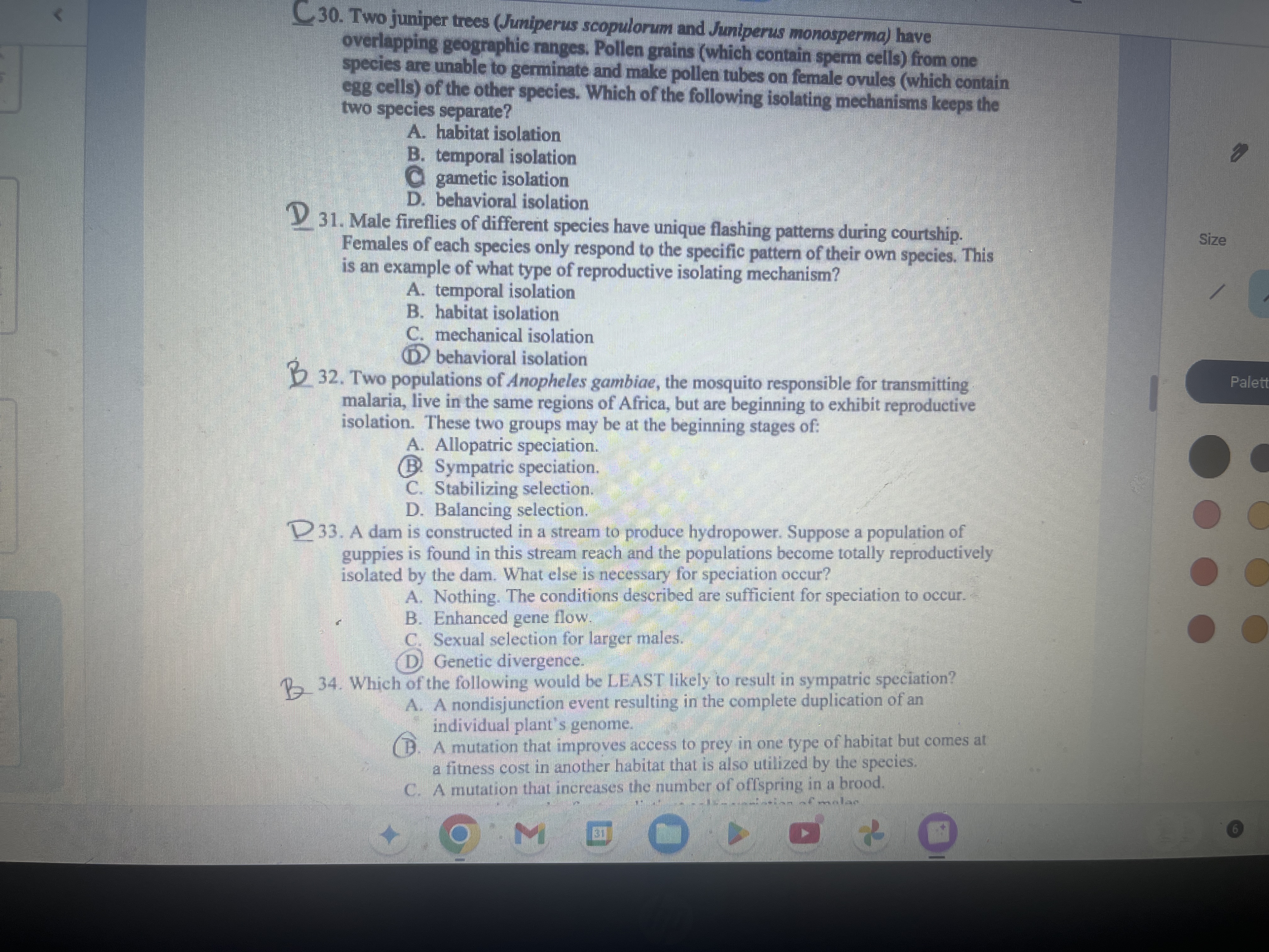 Answer 30. Two juniper trees (Juniperus