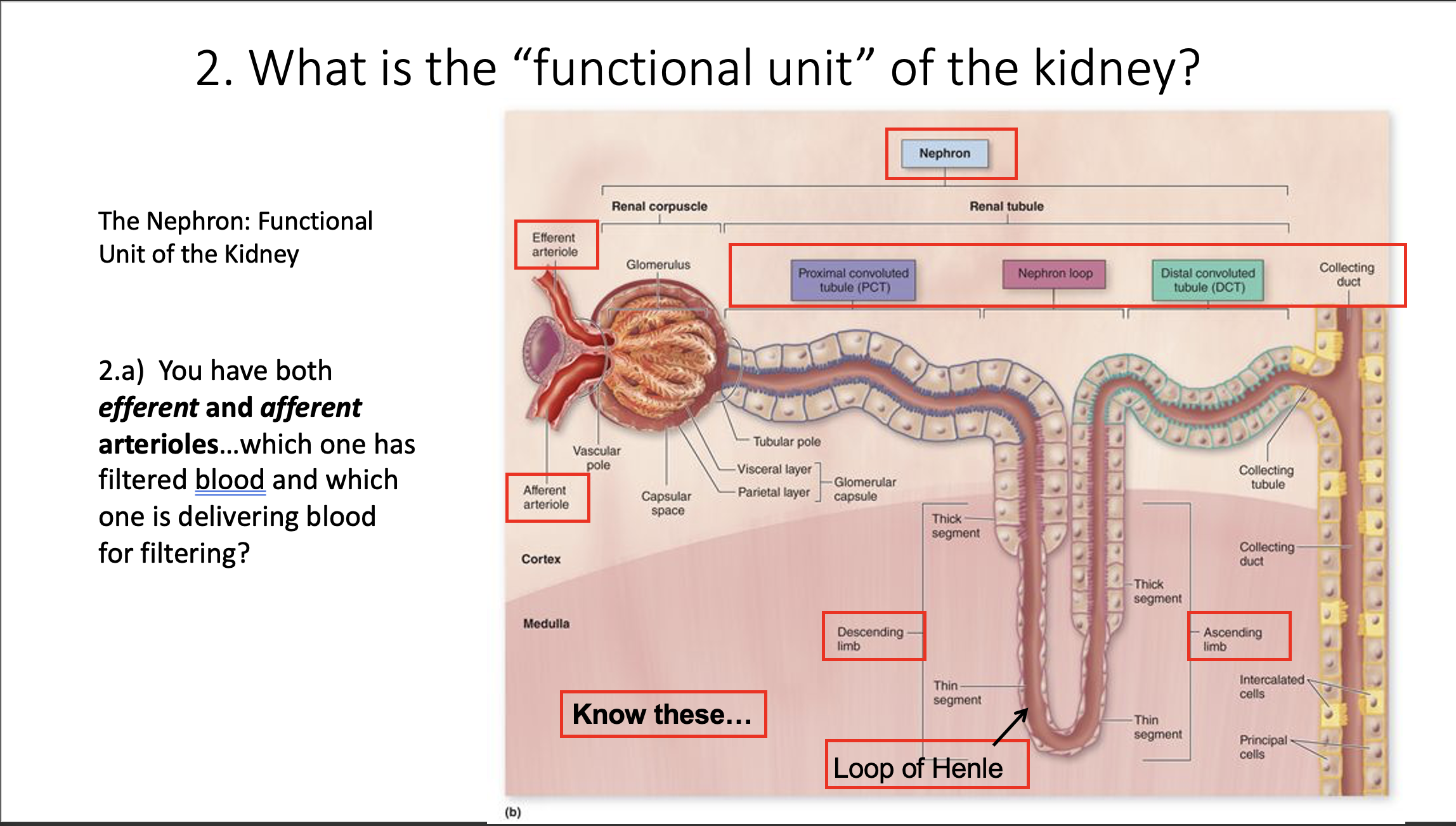 Explain in an easy way and function 2. What is