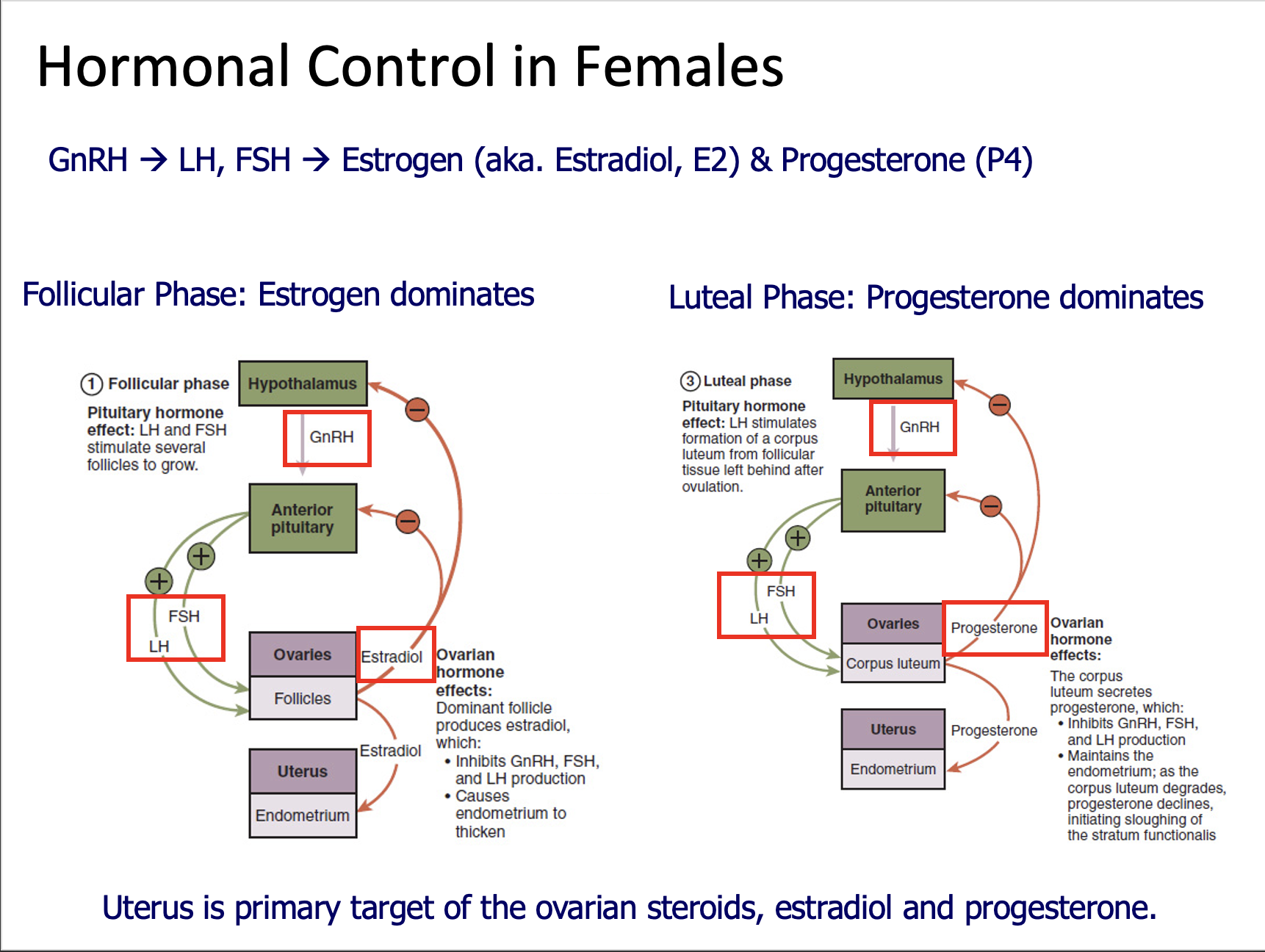 Explain in an easy way and function Hormonal