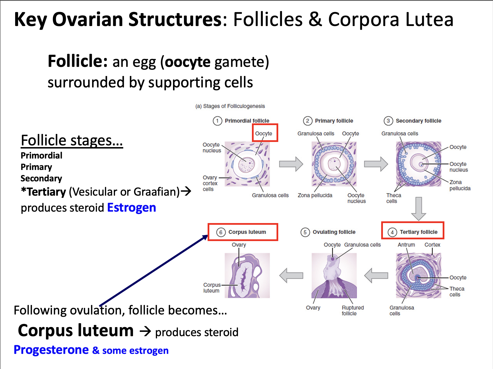 Explain in an easy way and function Key Ovarian