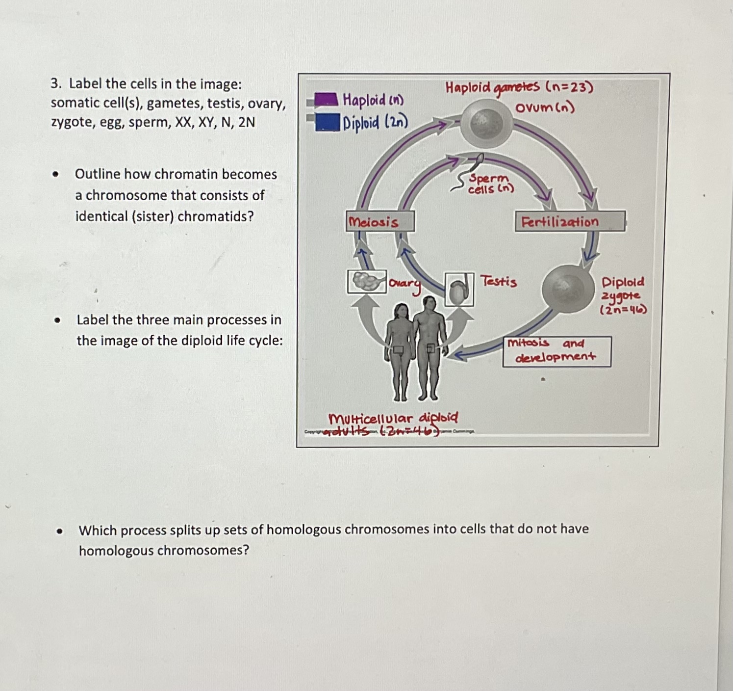 Answer 3. Label the cells in the image: Haploid gametes ( n