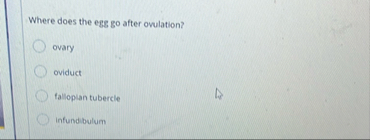 Where does the egg go after ovulation? ovary