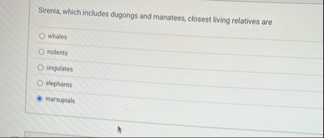 Sirenia, which includes dugongs and manatees,