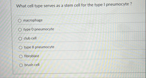 What cell type serves as a stem cell for the type