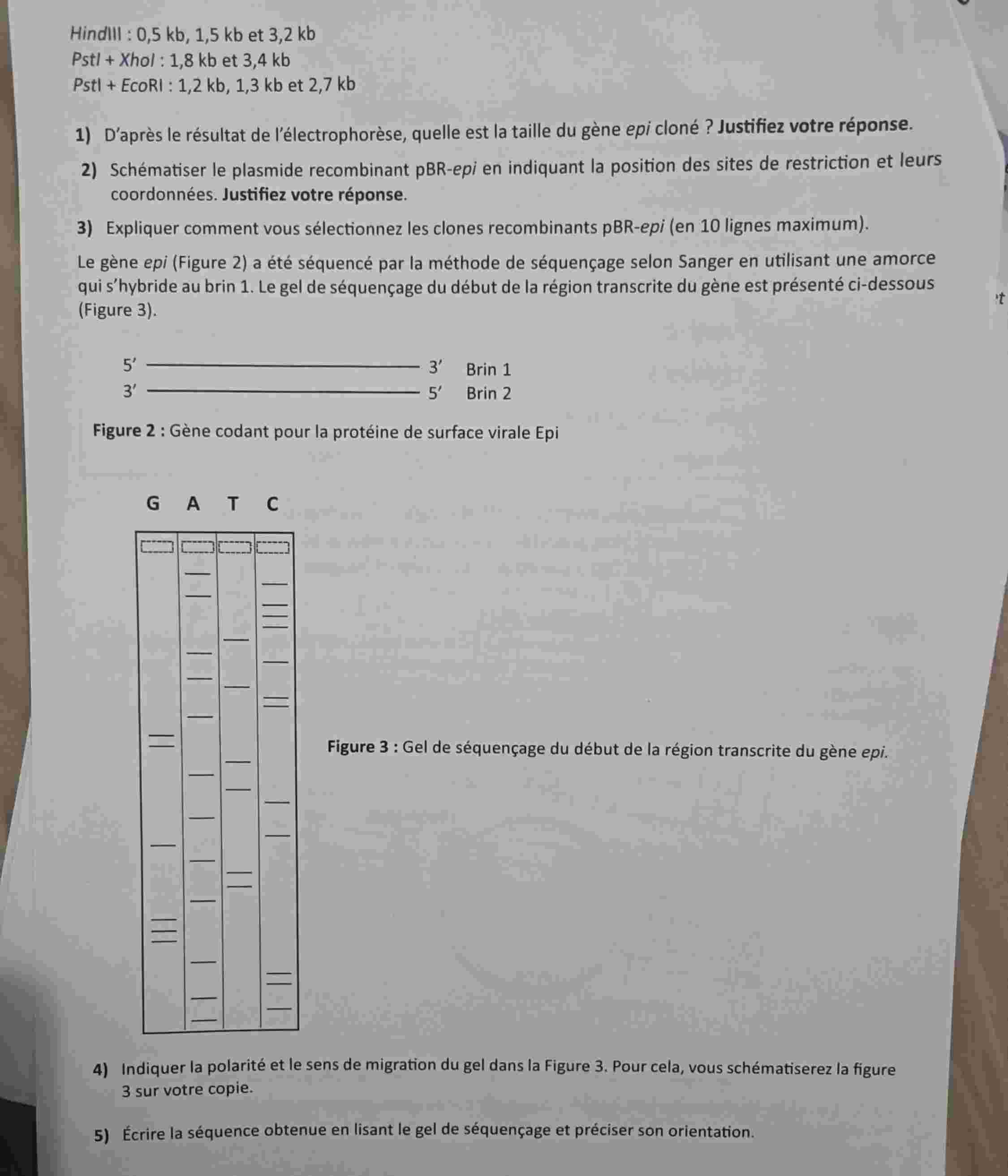 code class = "asciimath" > HindIII : 0 , 5 kb , 1