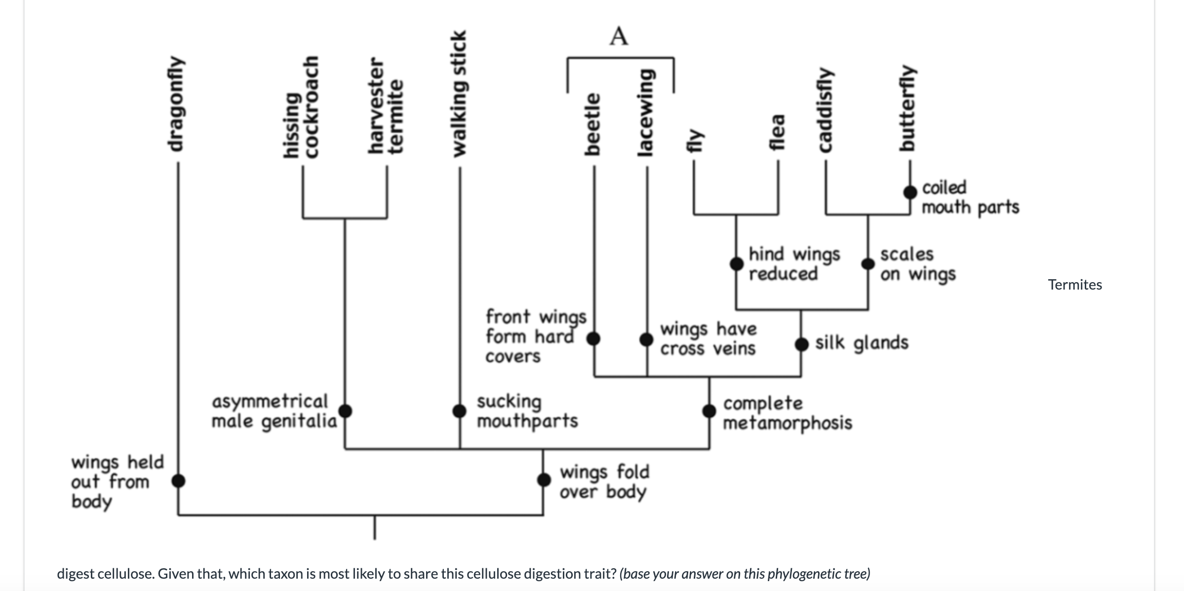 answer A walking stick dragonfly harvester