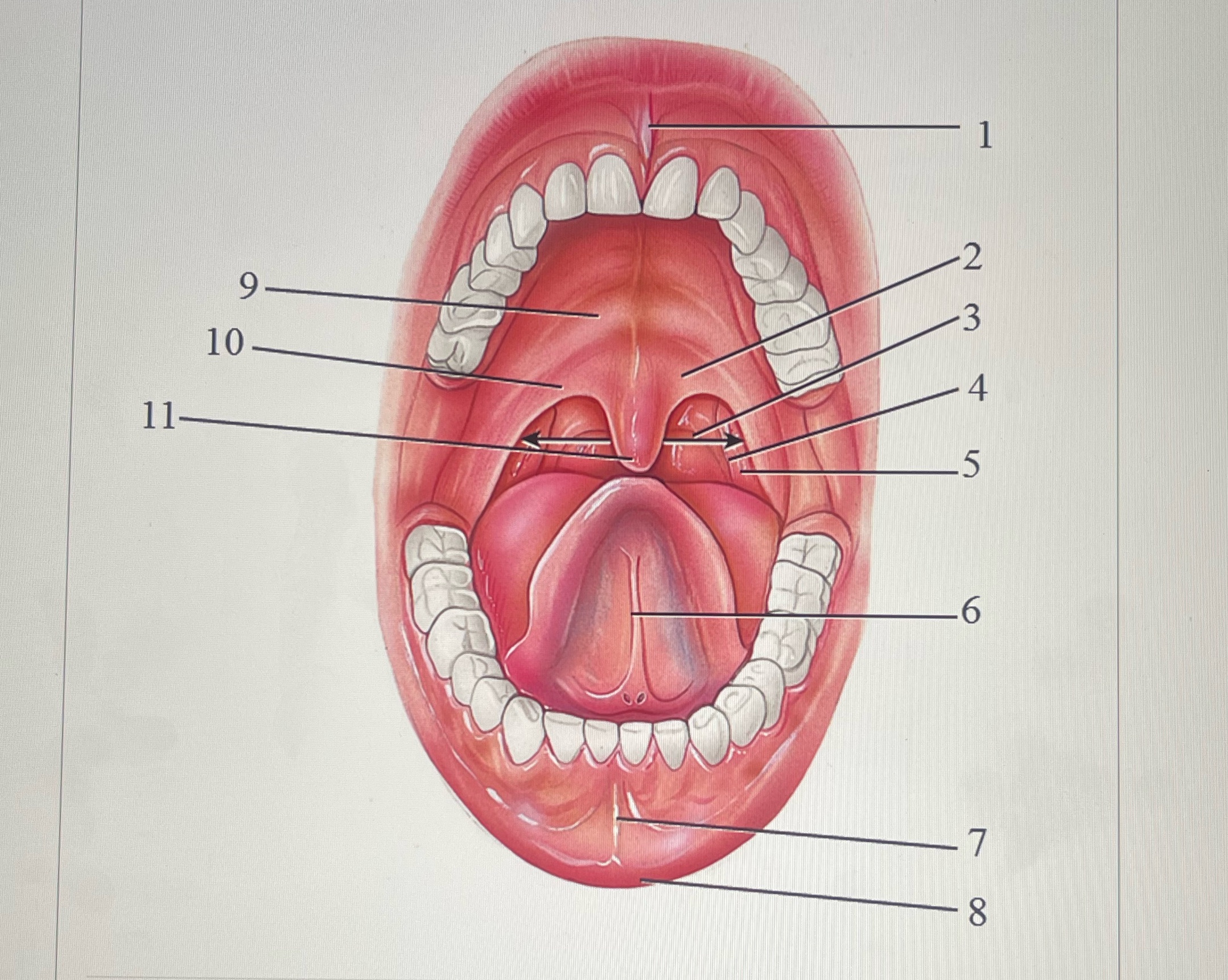 match the number with the correct term.