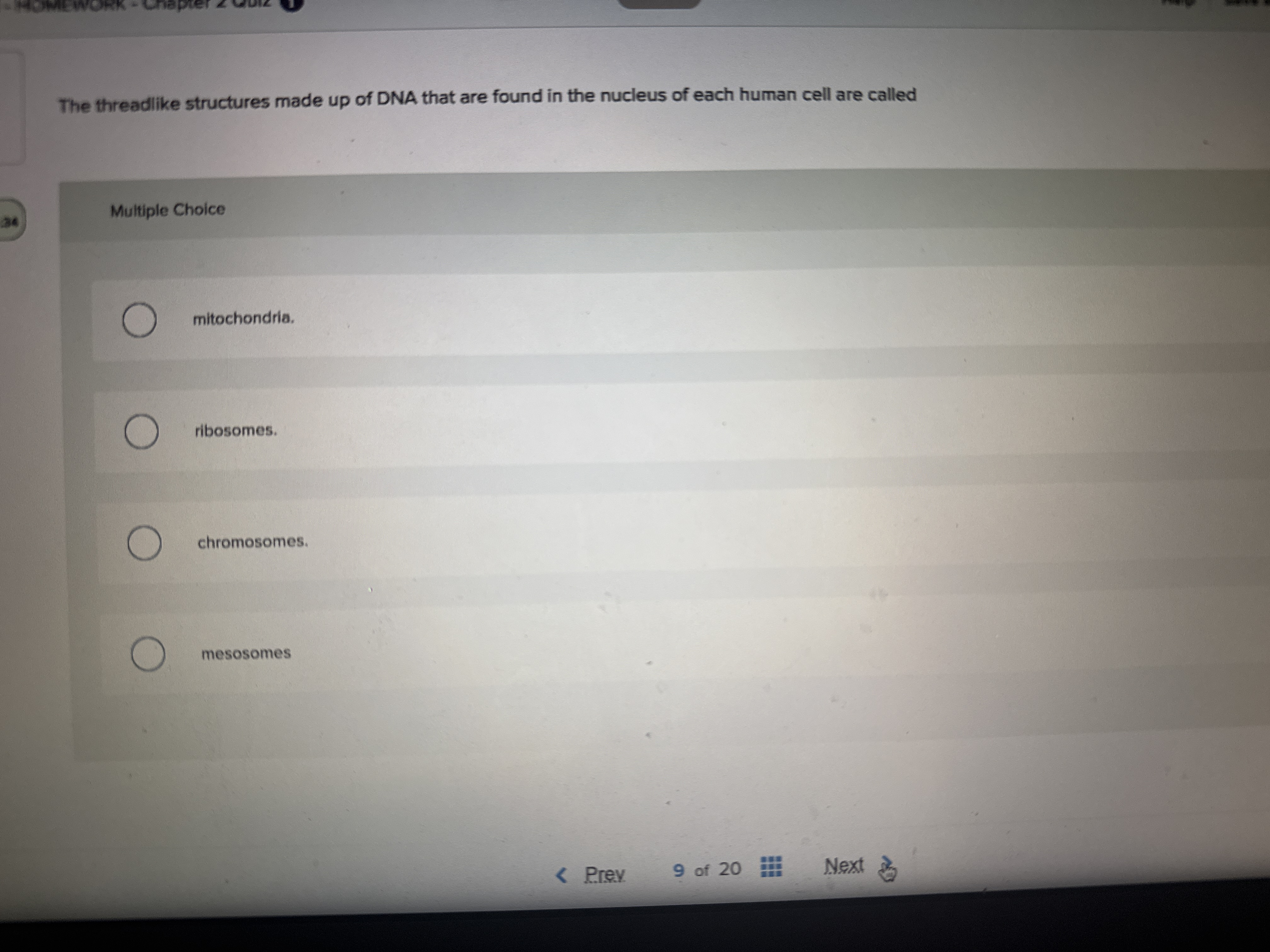 What's the correct answer? The threadlike