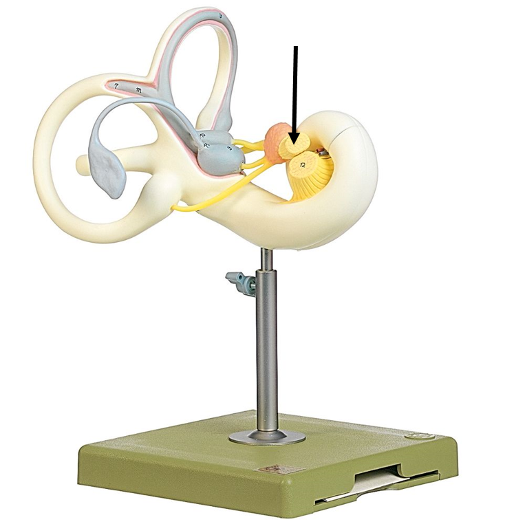 The structure indicated on the model above is the