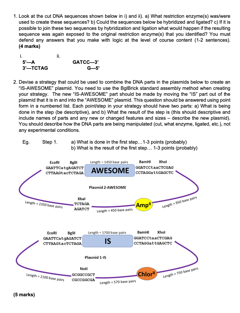 1. Look at the cut DNA sequences shown below in