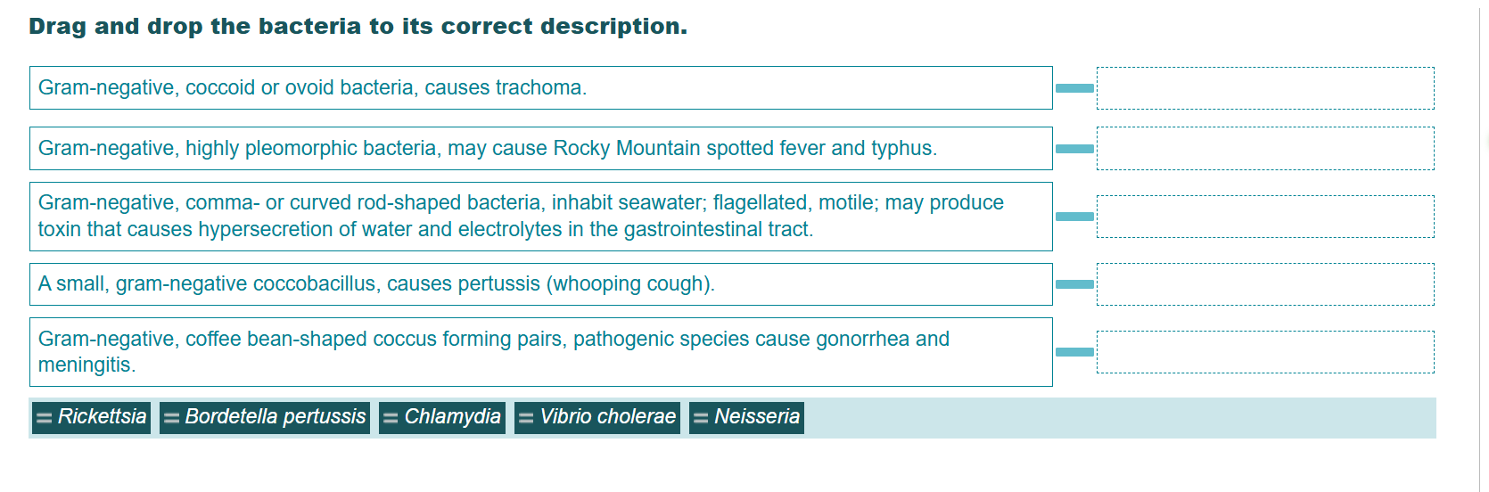 match Drag and drop the bacteria to its correct