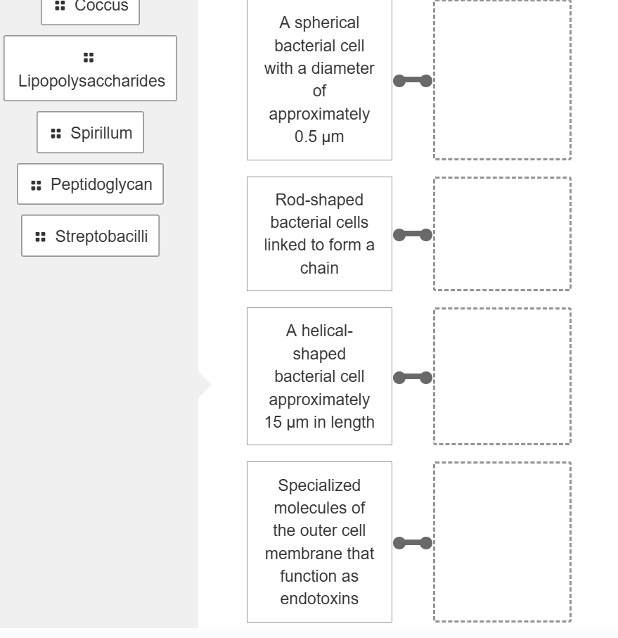 match Coccus A spherical bacterial cell with a