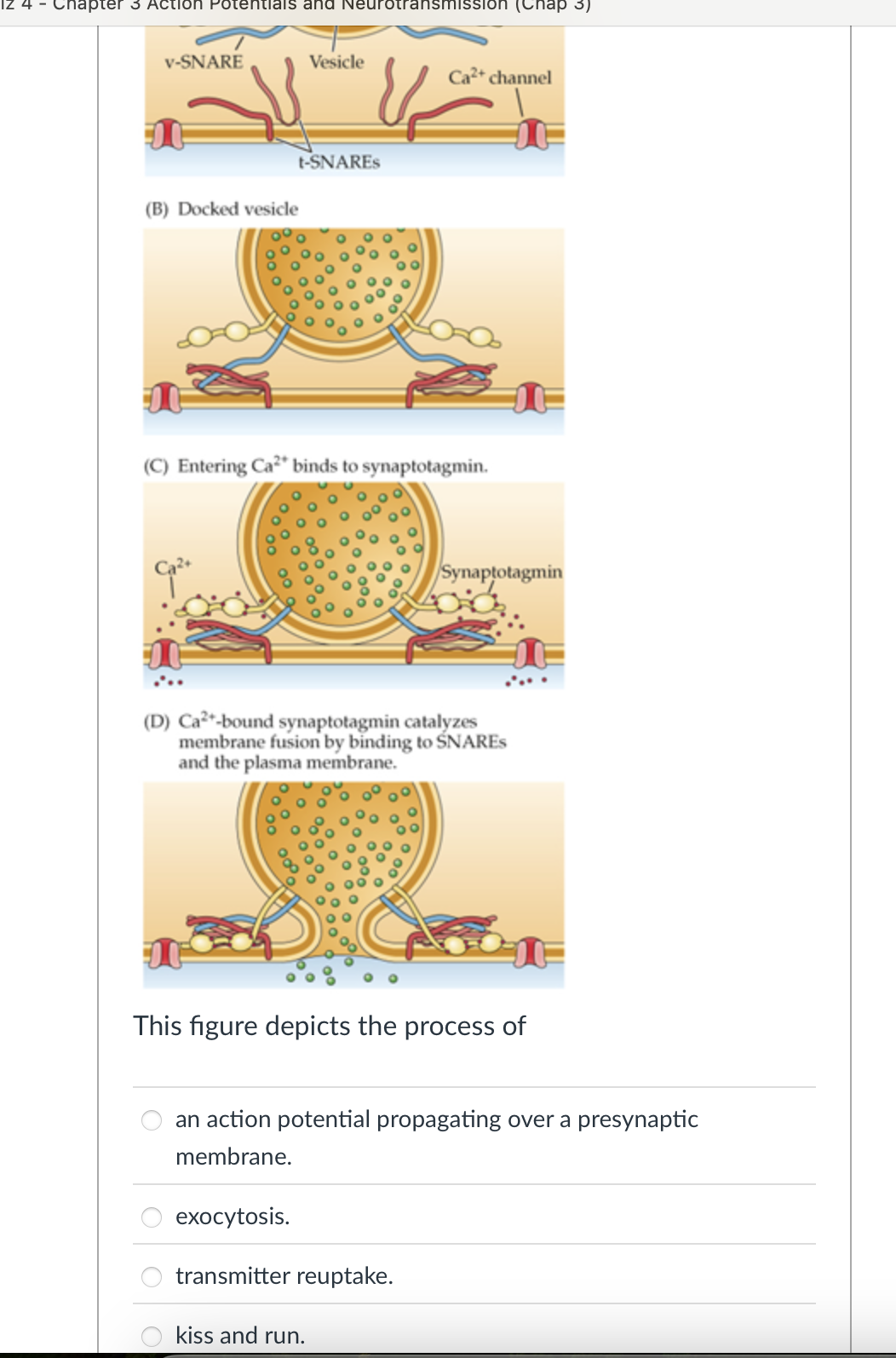which is the correct answer V-SNARE Vesicle Ca2+