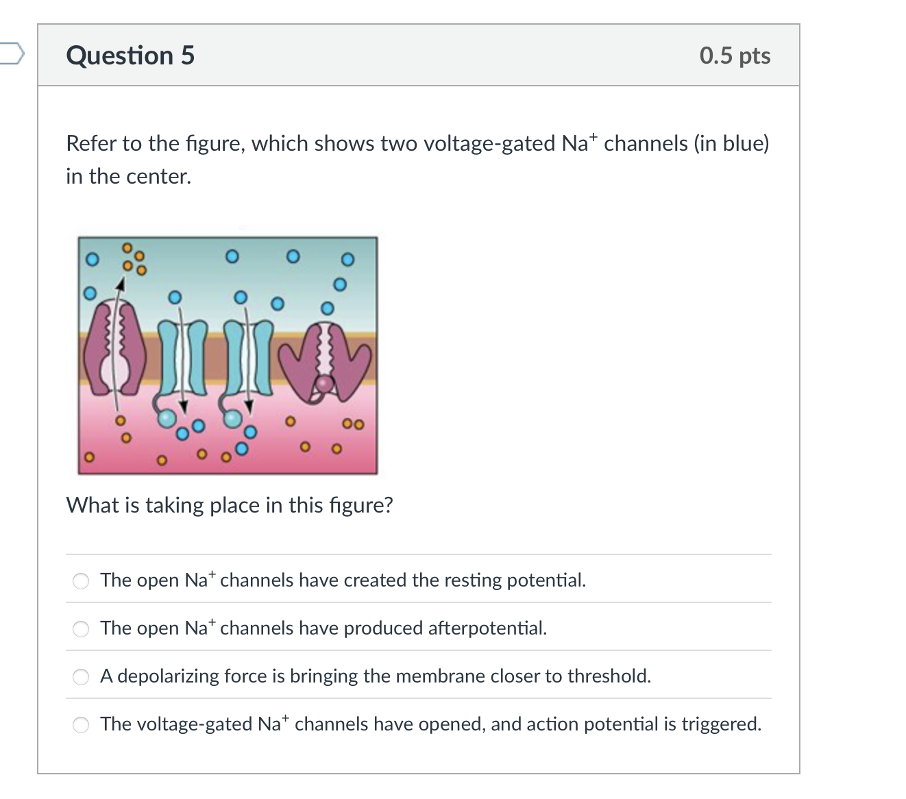 which is the correct answer Question 5 0.5 pts