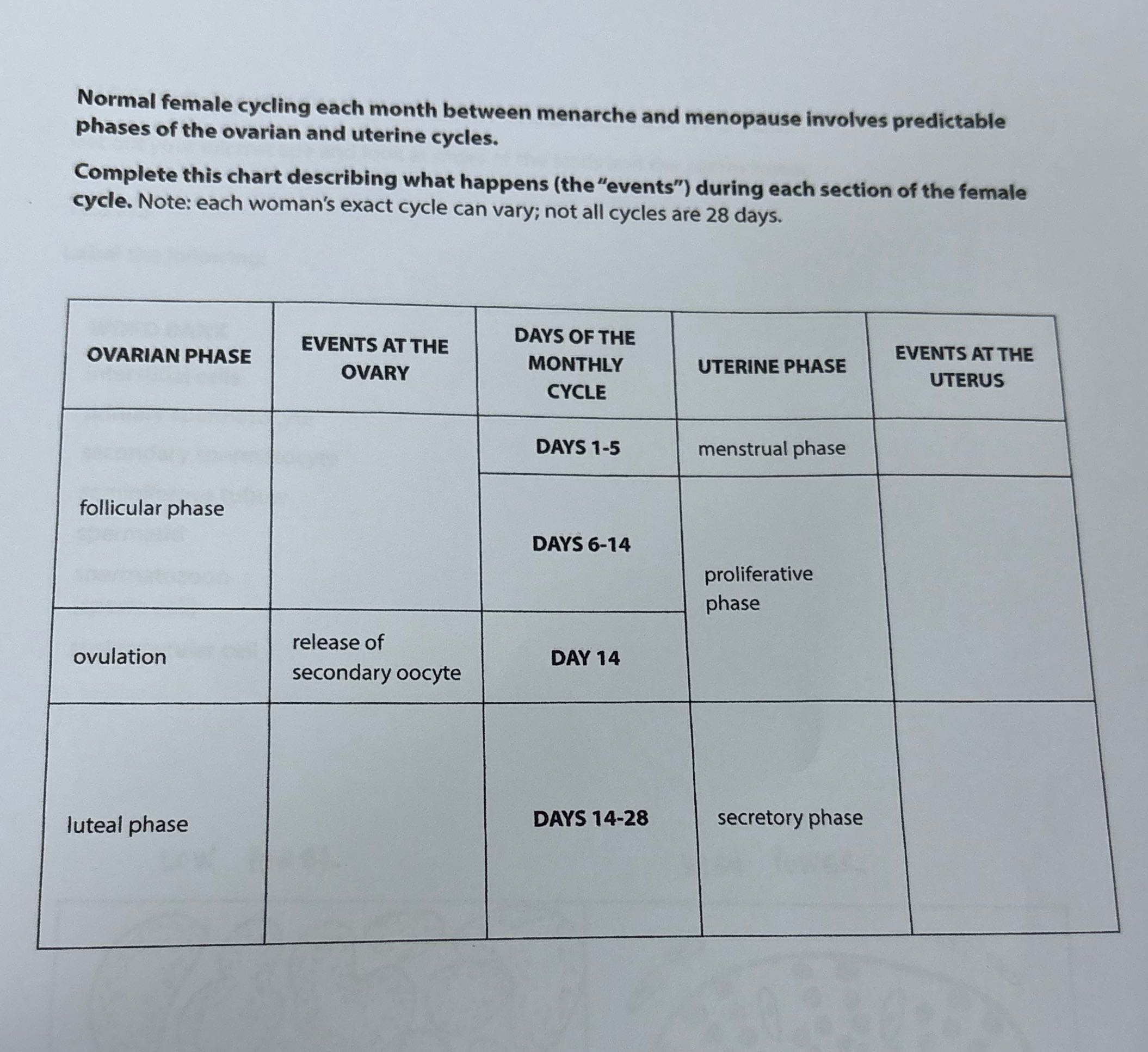 Normal female cycling each month between menarche