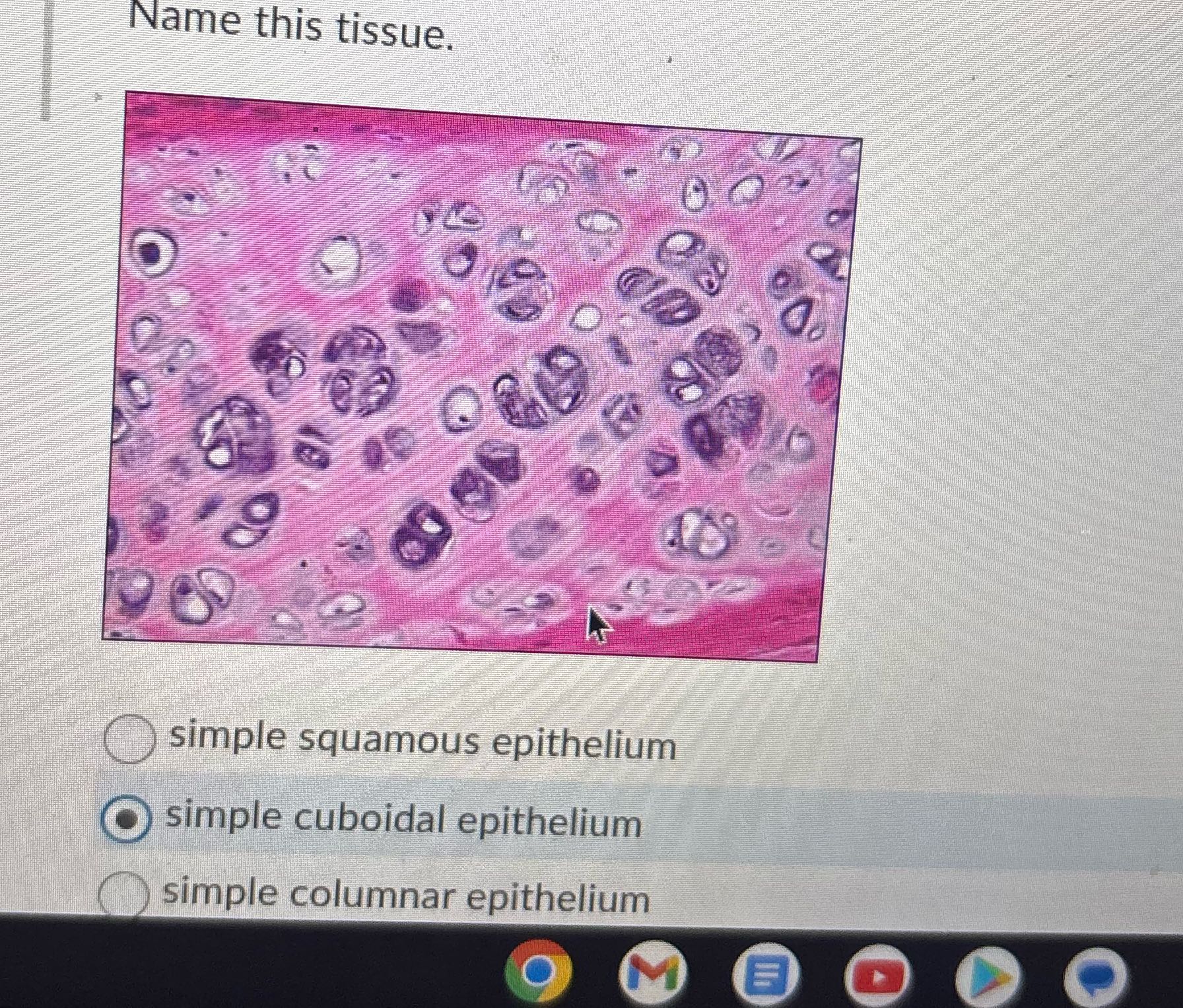 Name this tissue. e O simple squamous epithelium