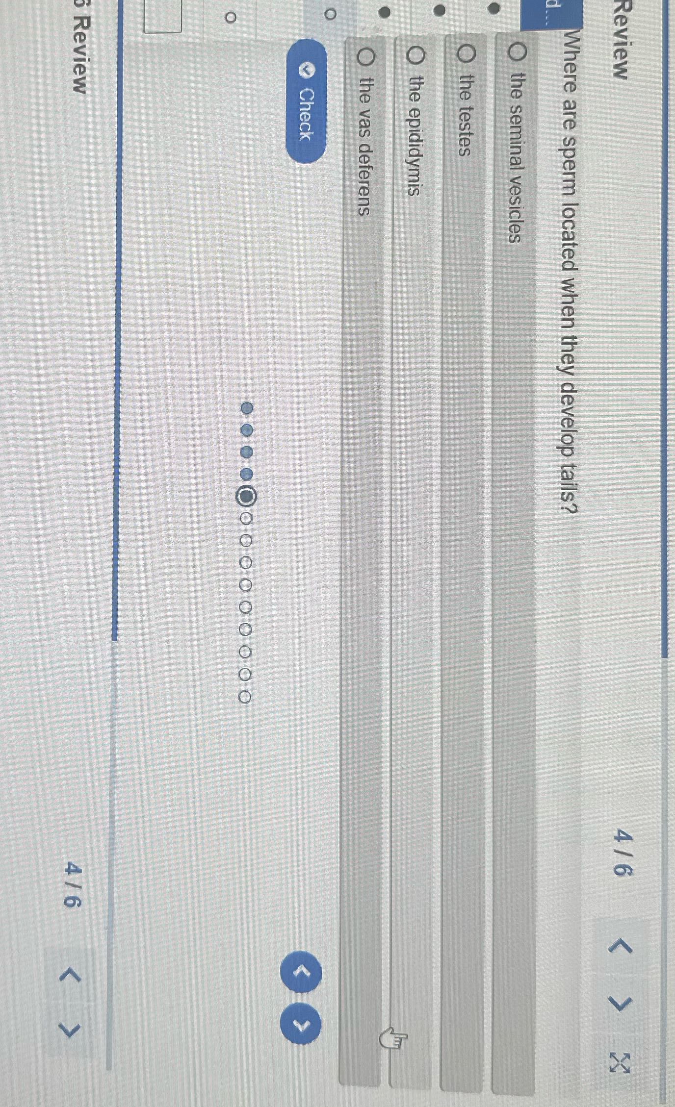 Review 4/6 < > : X Where are sperm located when