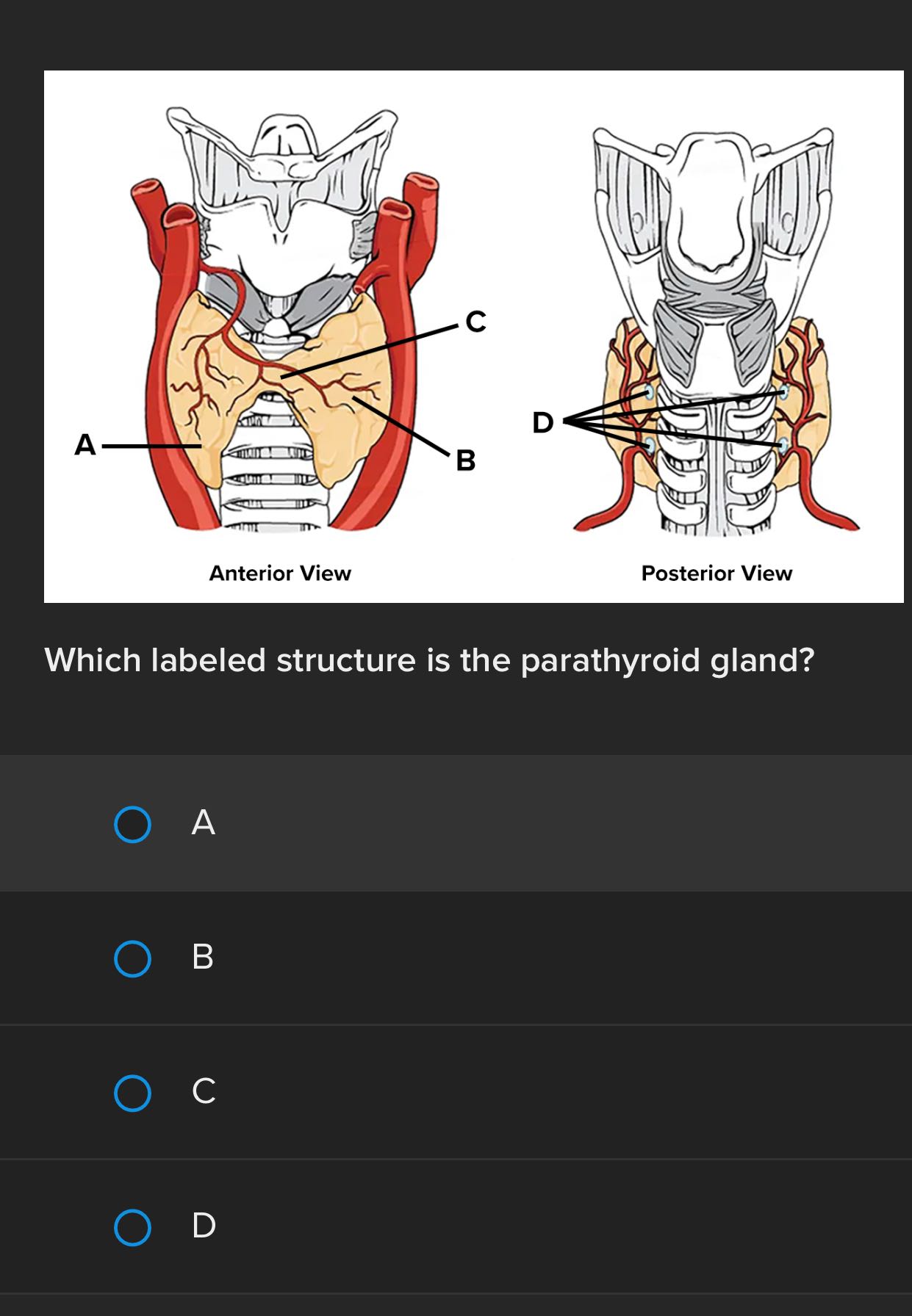 Anterior View Posterior View Which labeled