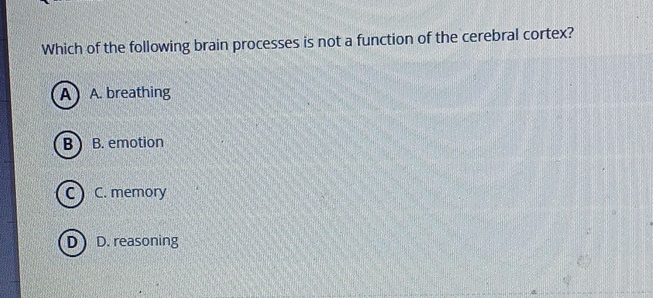 Which of the following brain processes is not a