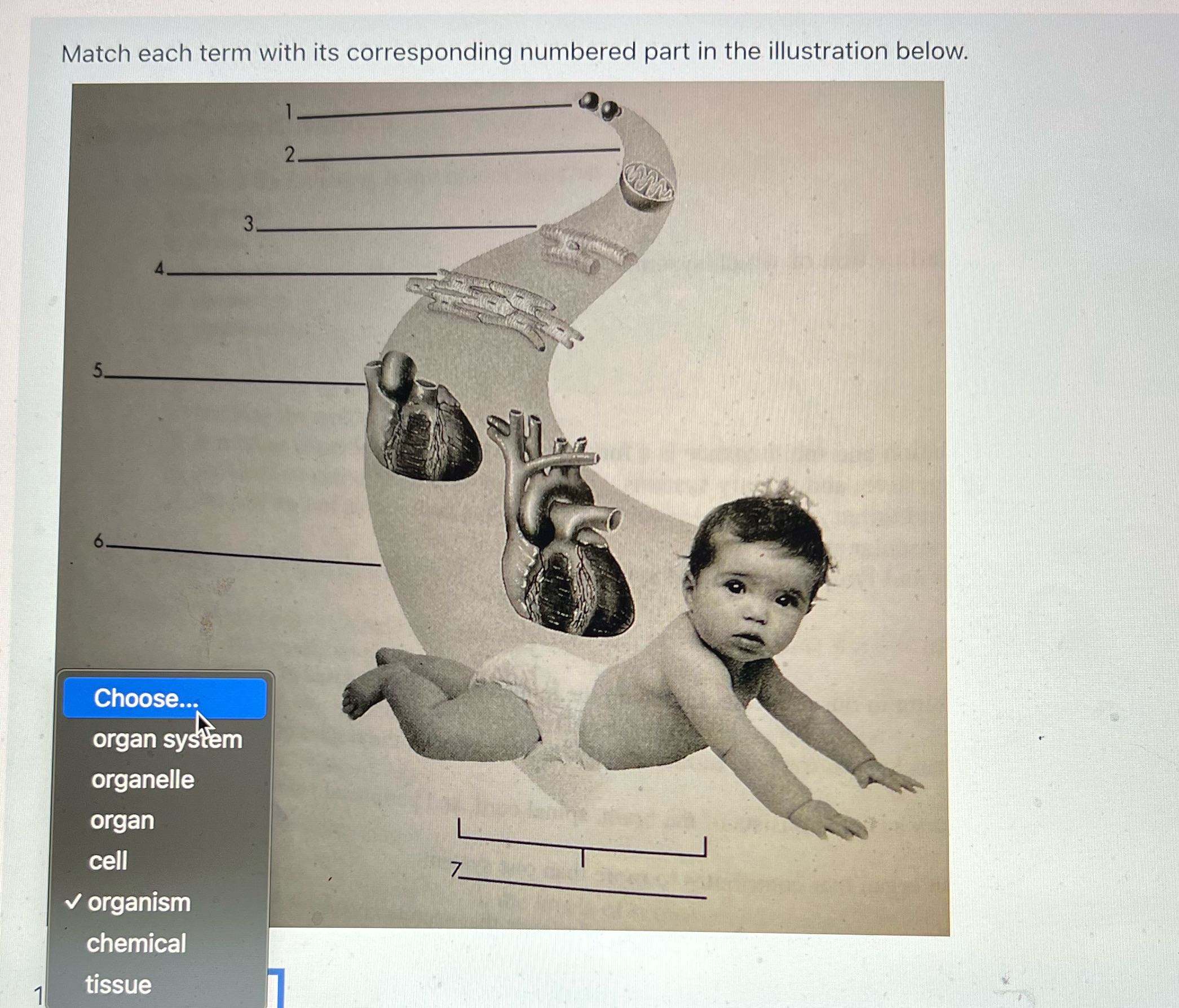 Match these choices one through 7 Match each term