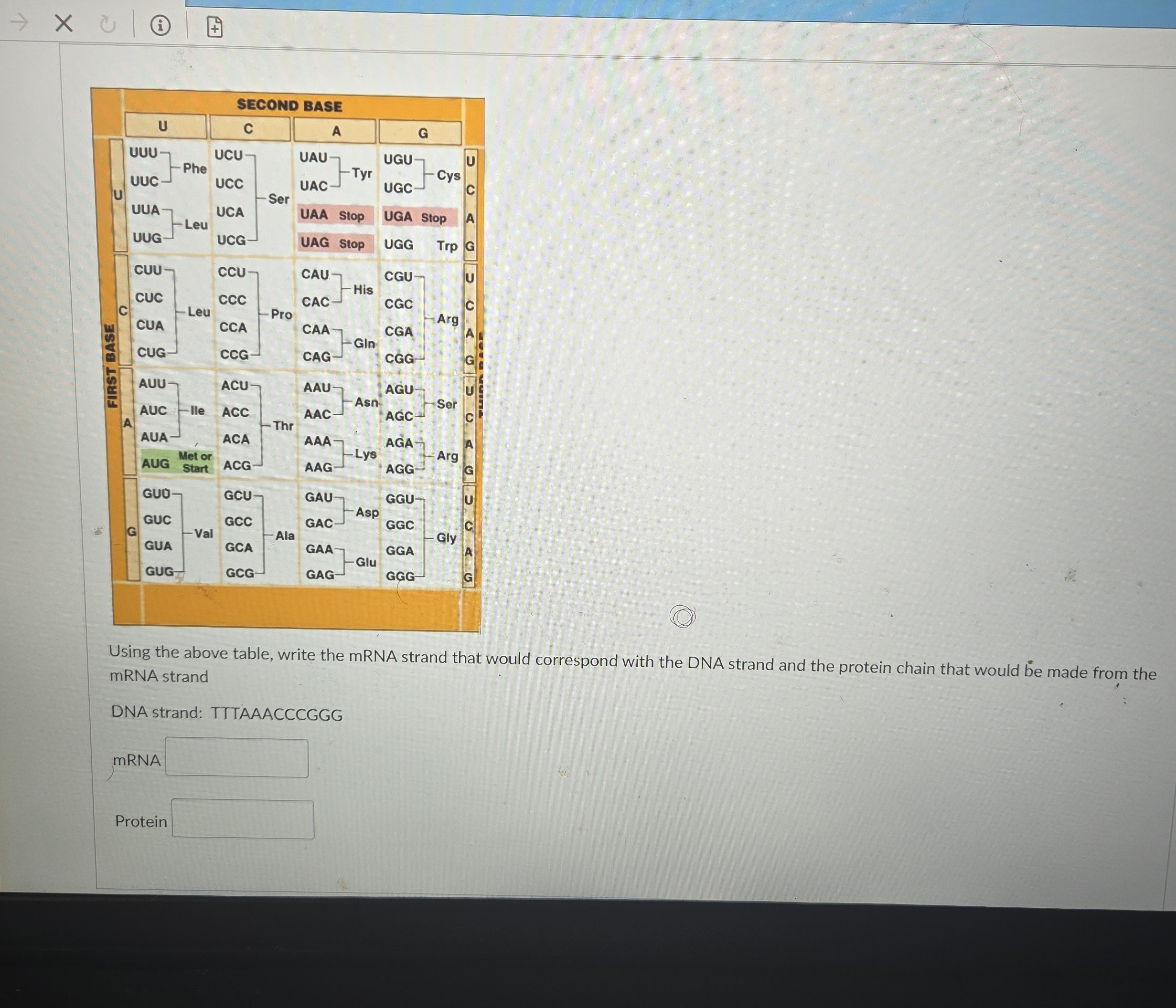 X C A SECOND BASE U C G UUU- UCU JAU - UGU- Phe
