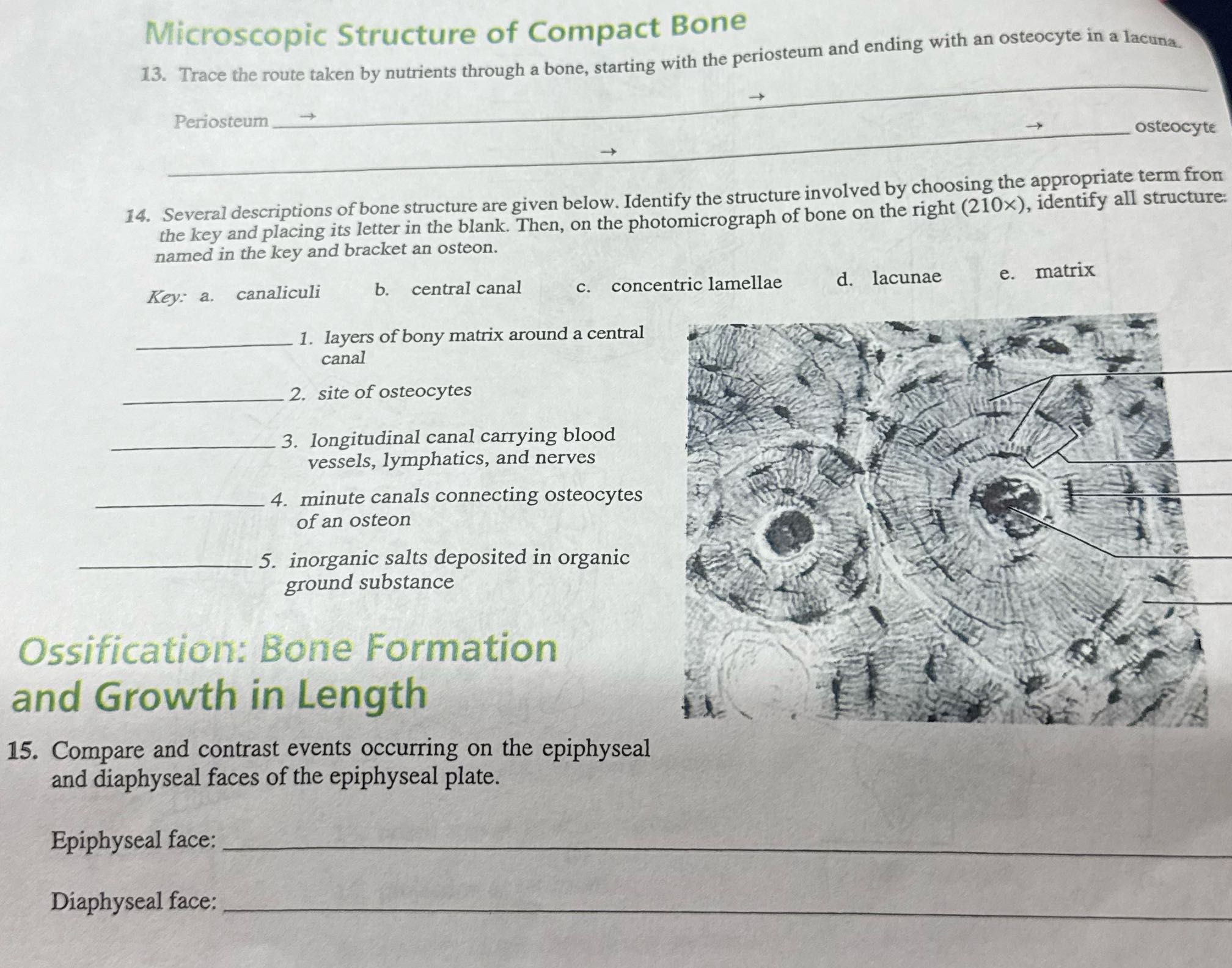 help me Microscopic Structure of Compact Bone 13.