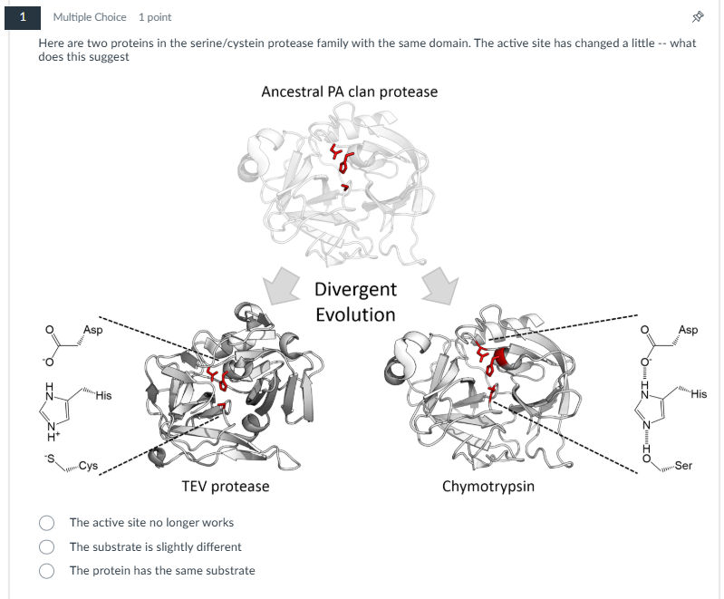 help me please 1 Multiple Choice 1 point Here are