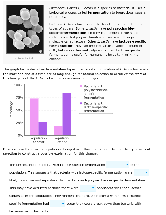 answer Lactococcus factis (L. lactis) is a