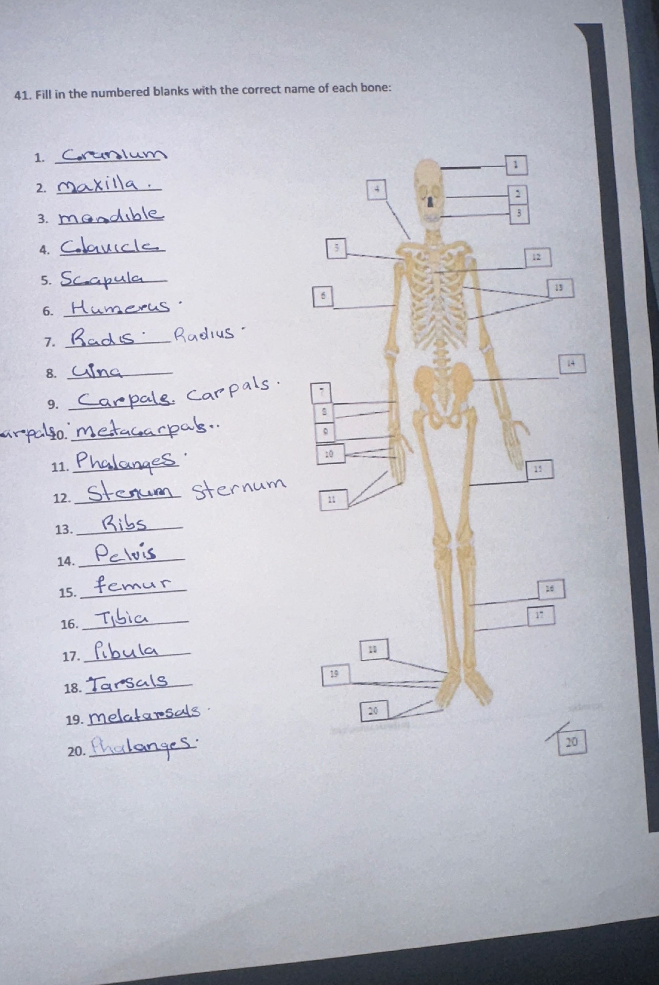 41. Fill in the numbered blanks with the correct