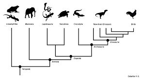 1. Construct an accurate cladogram using the