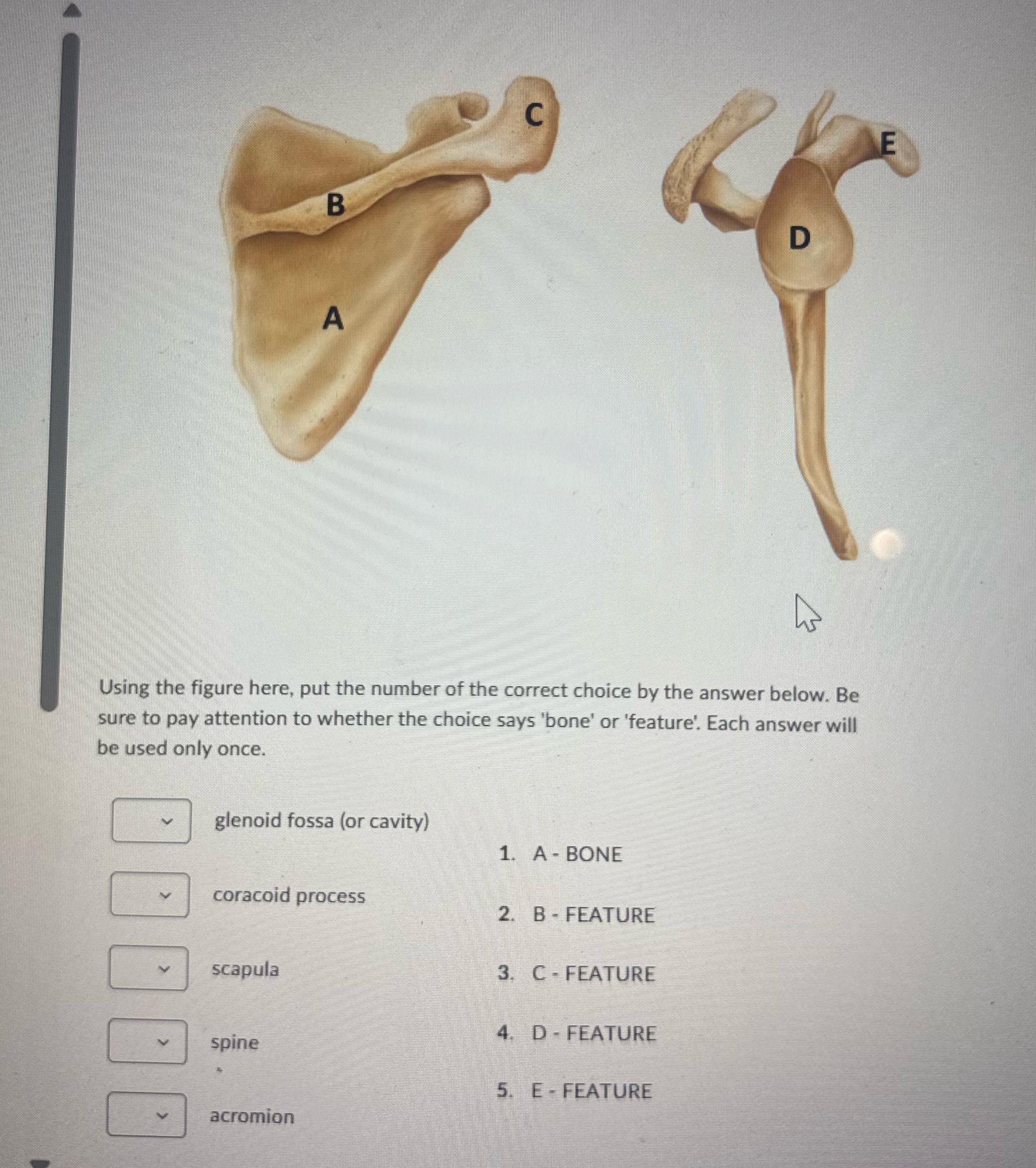 C B D A Using the figure here, put the number of