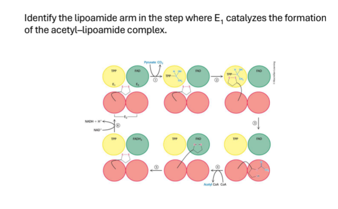 Identify the lipoamide arm in the step where E,