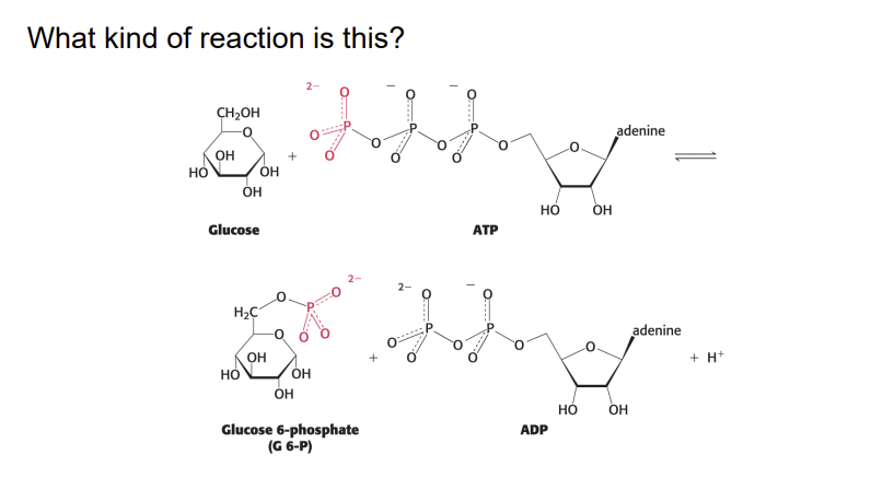 Identify the lipoamide arm in the step where E,
