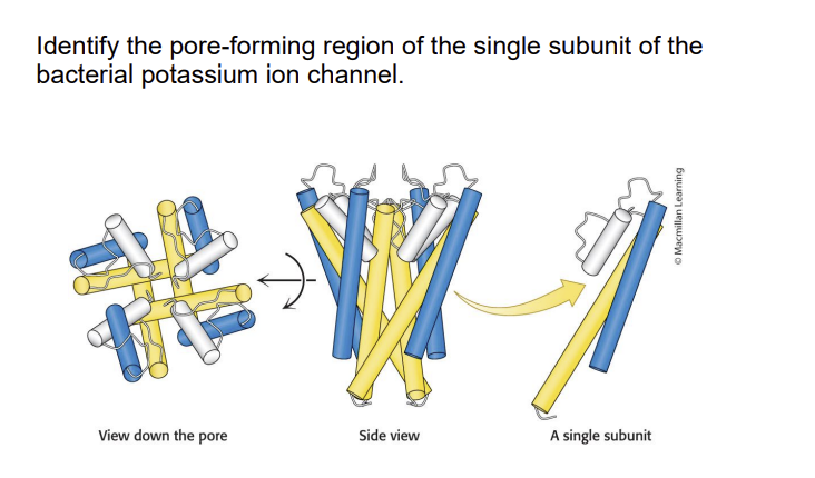 Identify the lipoamide arm in the step where E,