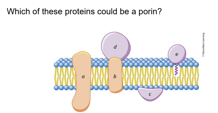 Identify the lipoamide arm in the step where E,