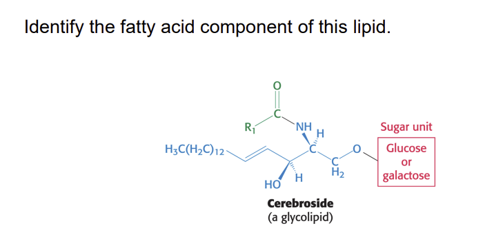 Identify the lipoamide arm in the step where E,