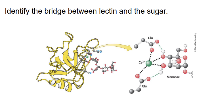 Identify the lipoamide arm in the step where E,
