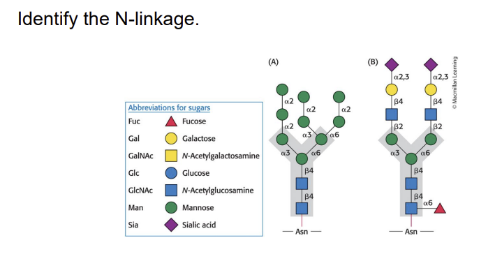 Identify the lipoamide arm in the step where E,